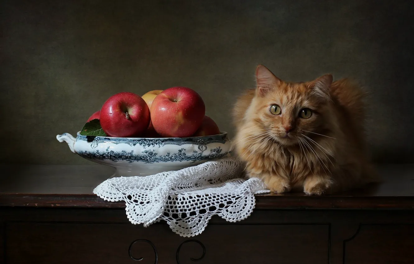 Фото обои кот, взгляд, фон, яблоки, рыжий, салфетка, котейка