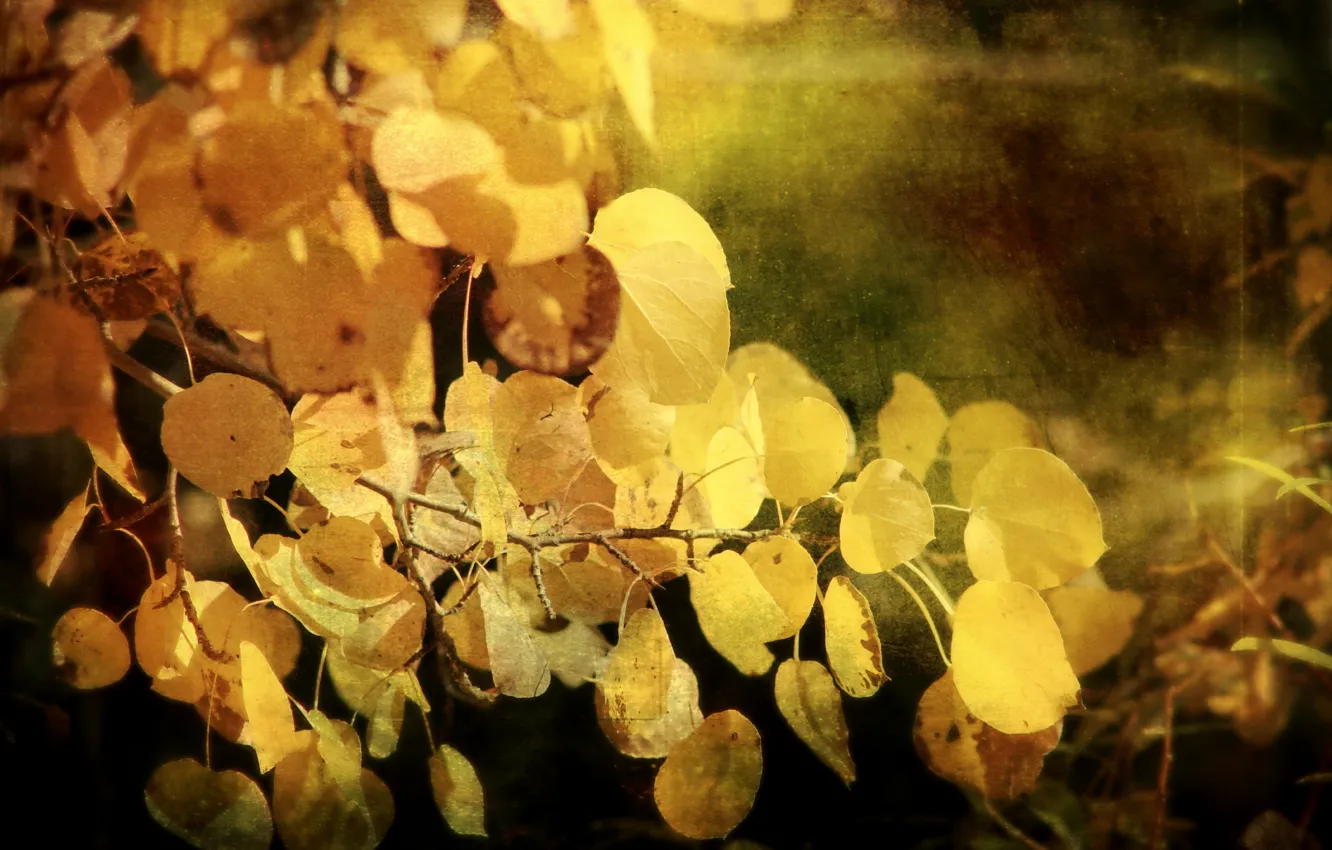 Фото обои осень, листья, стиль, фон