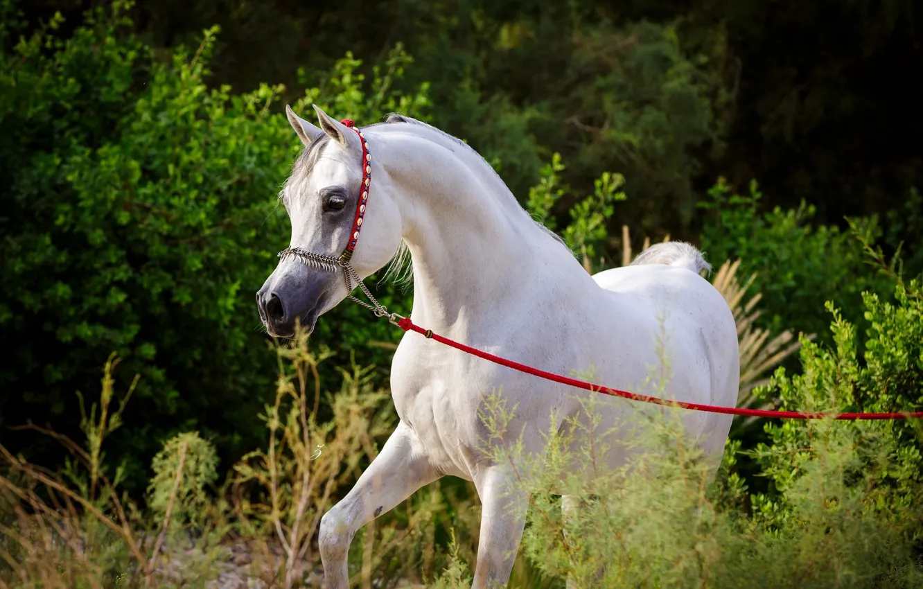 Фото обои белый, конь, лошадь, жеребец, грация, арабский