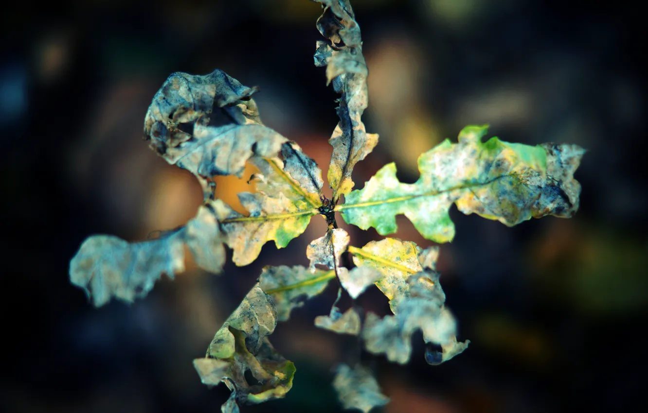 Фото обои осень, макро, лист, сухой, скрюченный