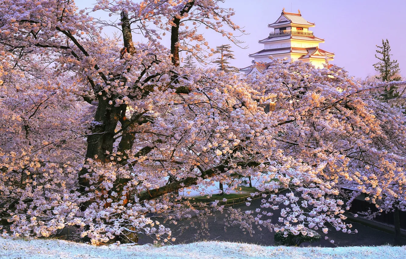 Фото обои ветки, парк, замок, Япония, сакура, Japan, цветение, Фукусима