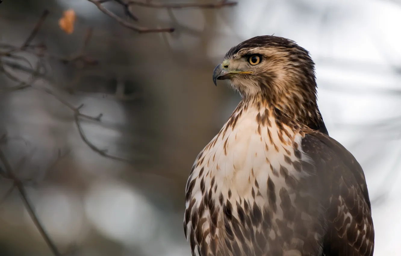 Фото обои природа, птица, Red-Tailed Hawk