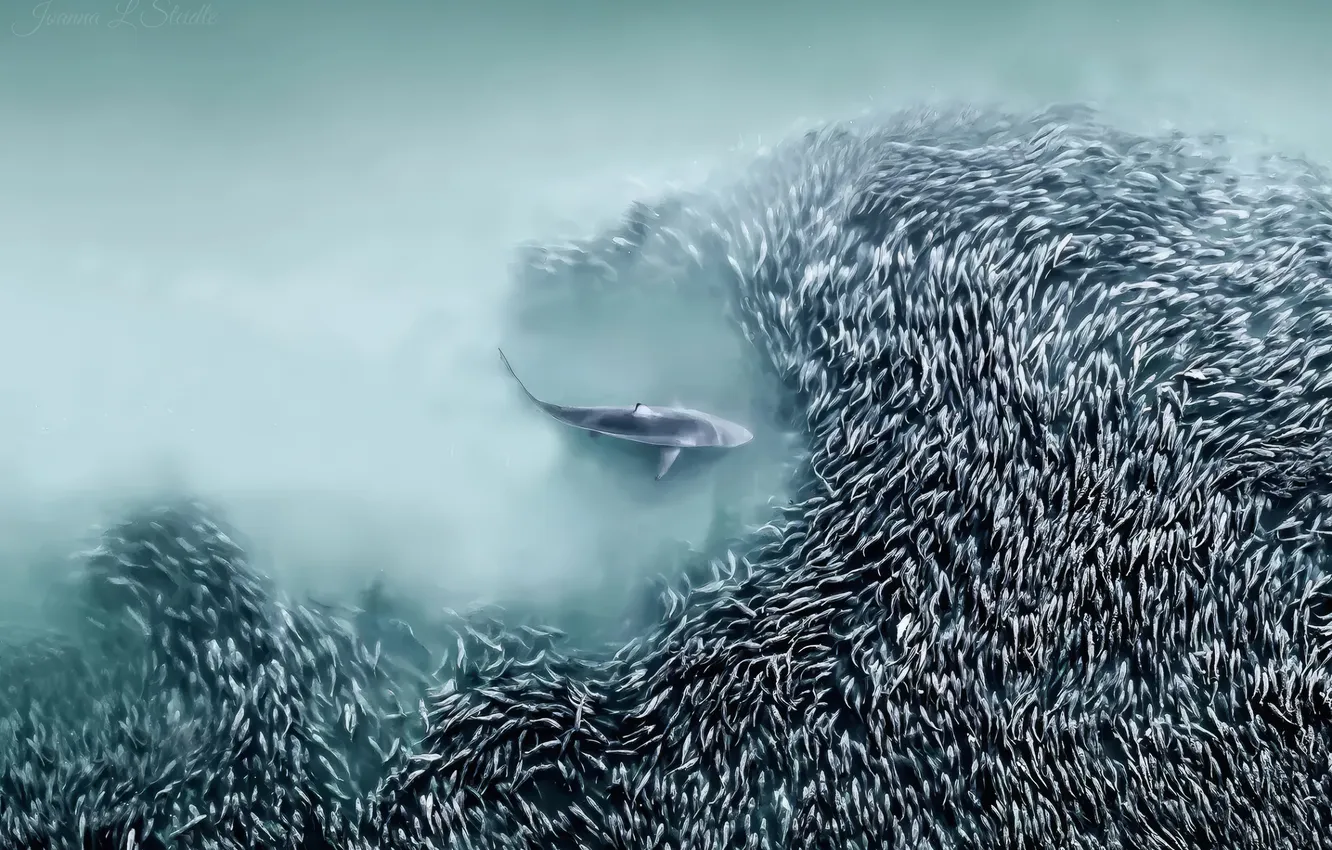 Фото обои sea, shark, hunt, aerial view, fishs