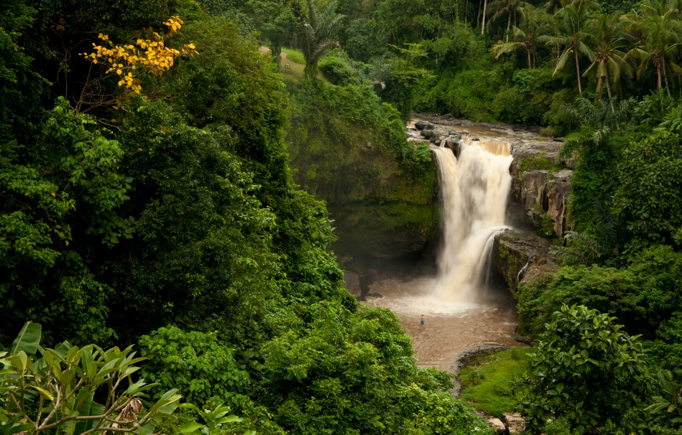 Фото обои лес, скала, пальмы, водопад, Бали, Индонезия, Tegenungan Waterfall, Indonesiа