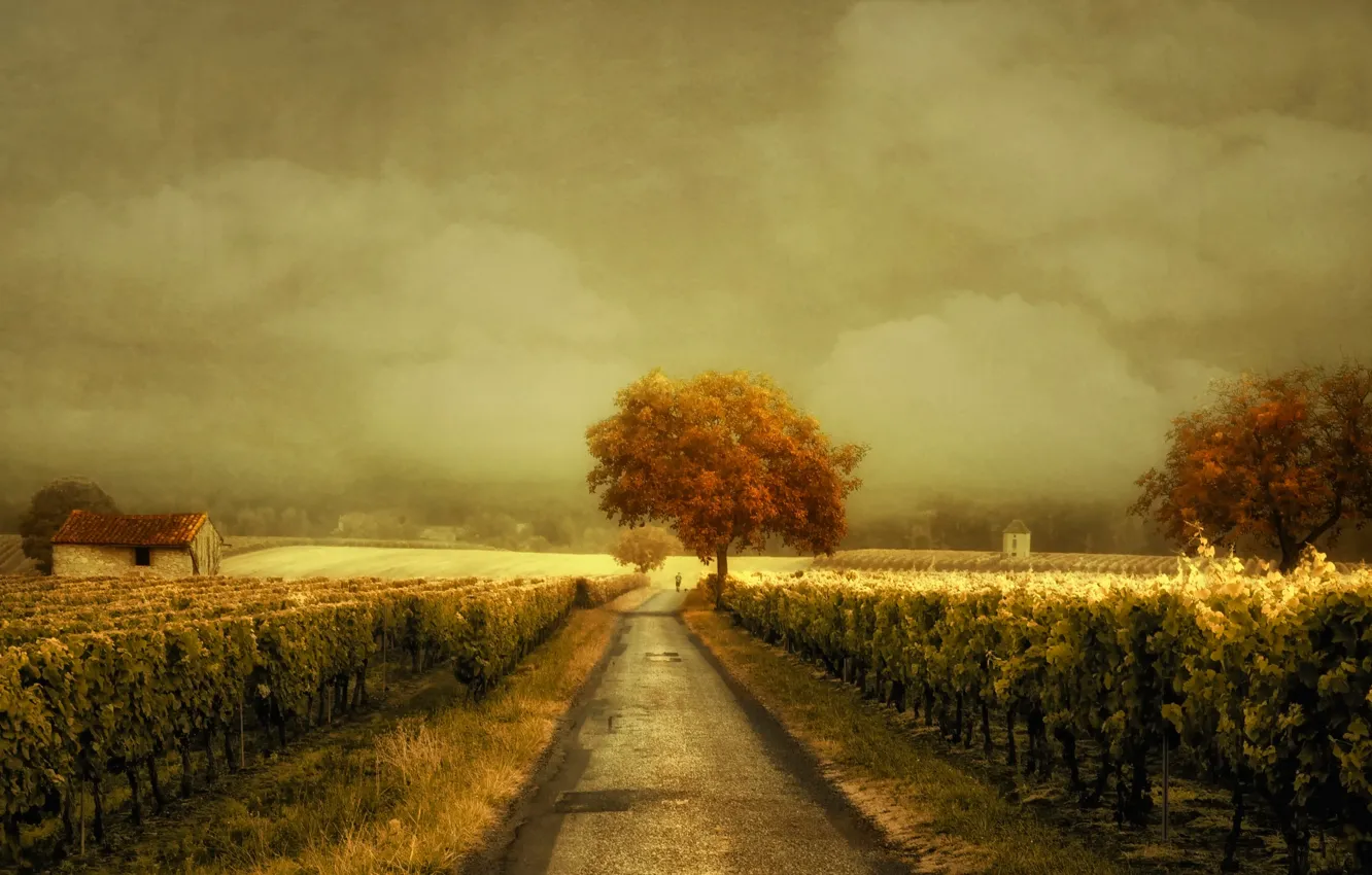 Фото обои дорога, виноградник, Through the Vineyard