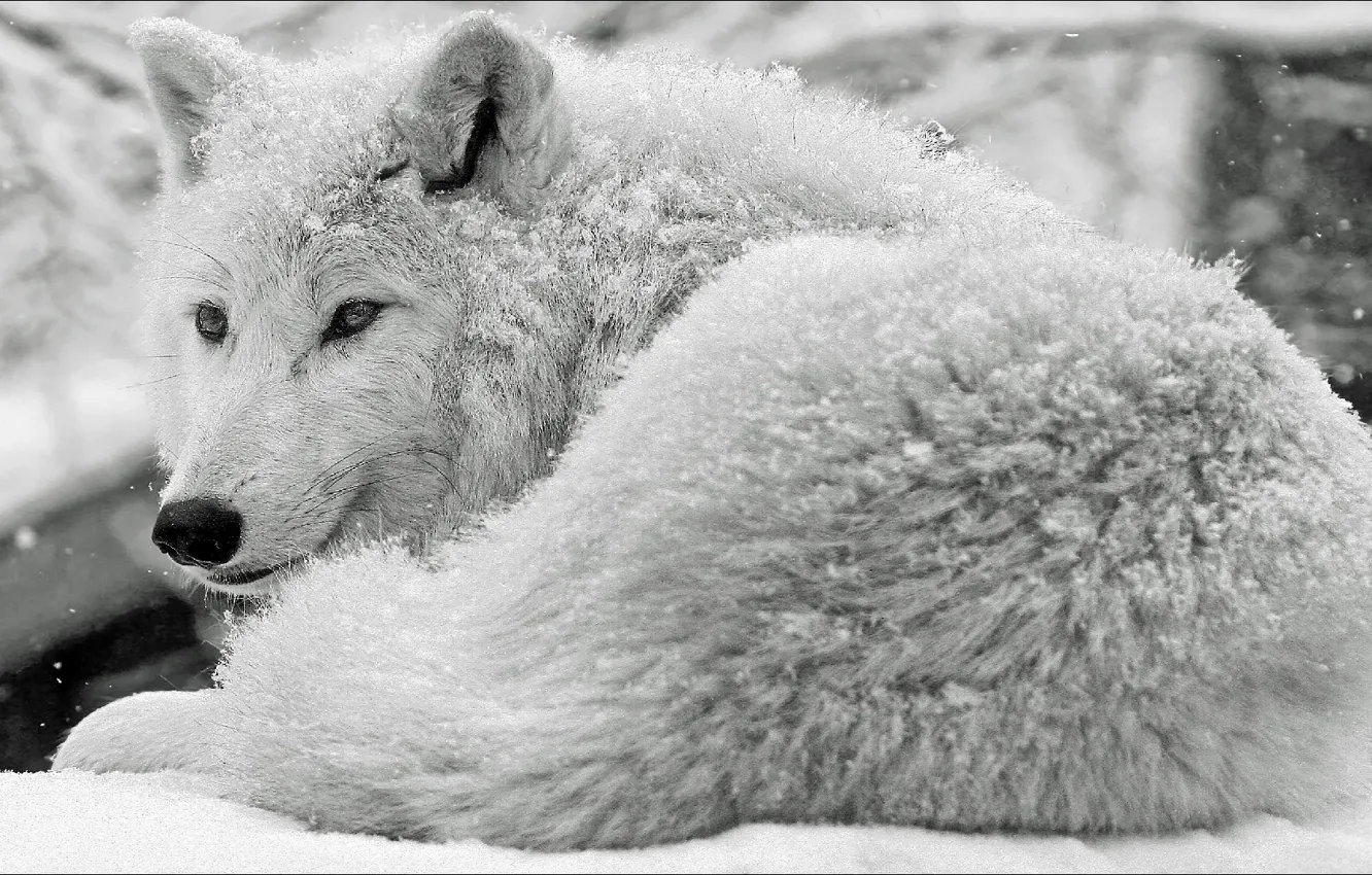 Фото обои snow, wolf, Animals