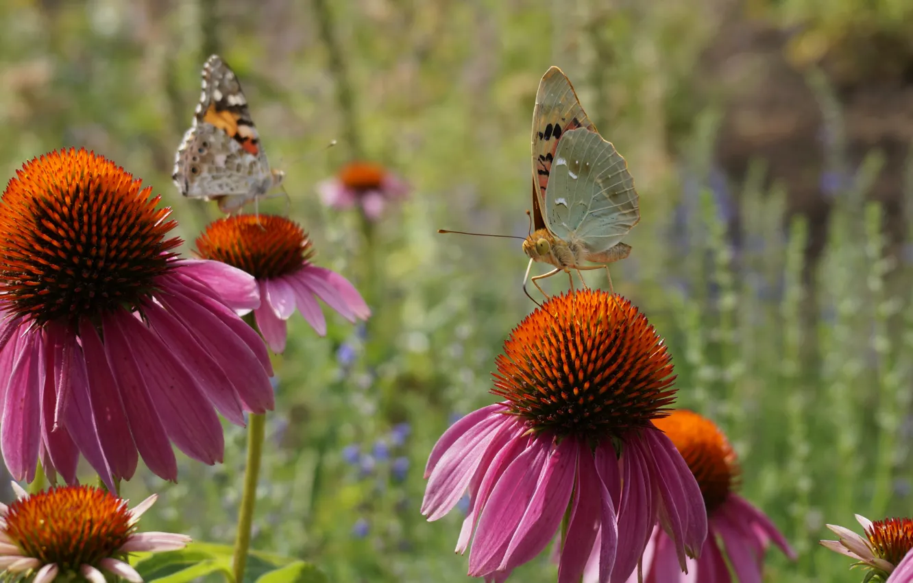 Фото обои лето, бабочки, цветы, природа, растения, nature, flowers, butterflies