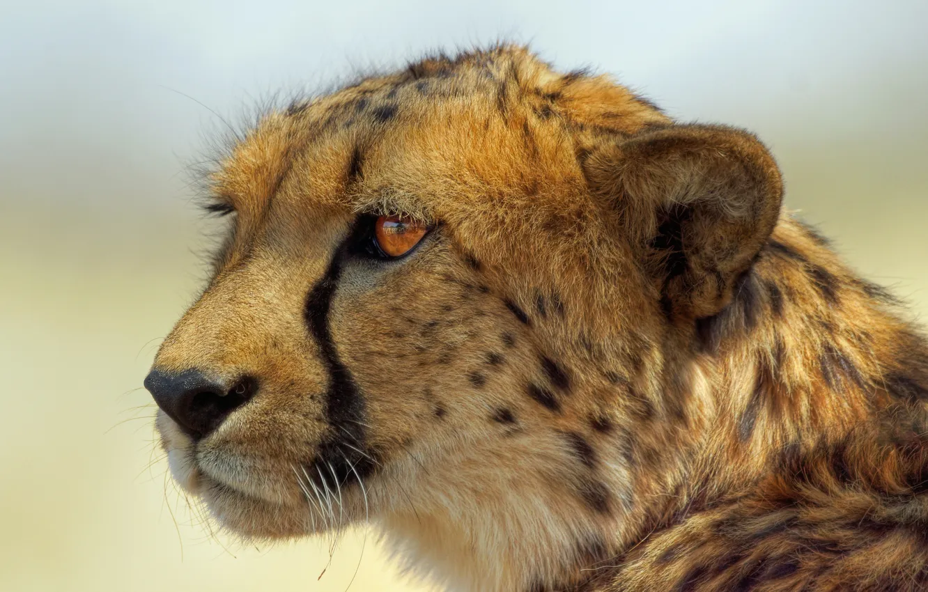 Фото обои взгляд, хищник, гепард, cheetah