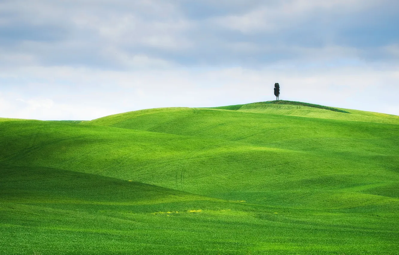 Фото обои поле, небо, трава, пейзаж, зеленый, дерево, луг, зеленая