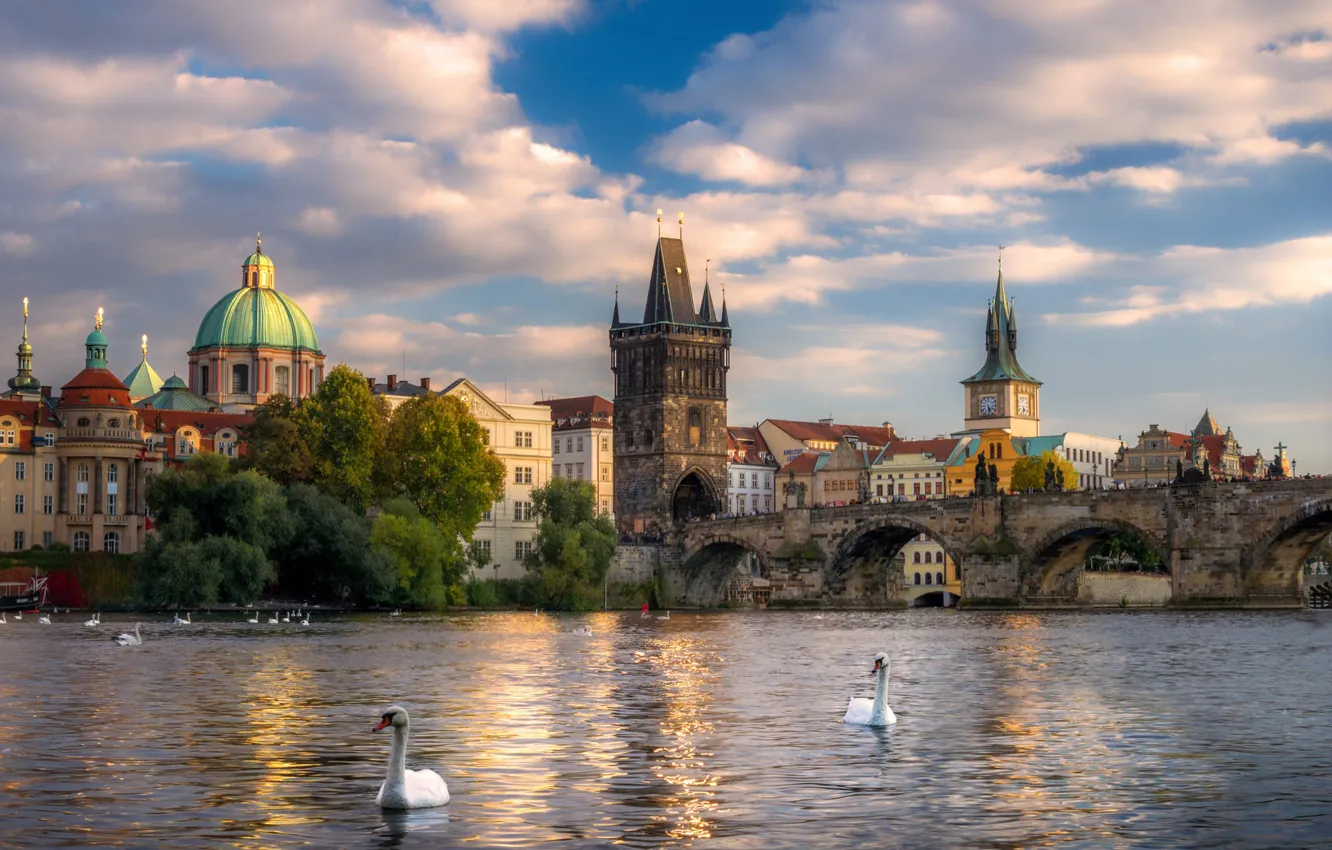 Фото обои птицы, мост, город, река, здания, дома, Прага, Чехия