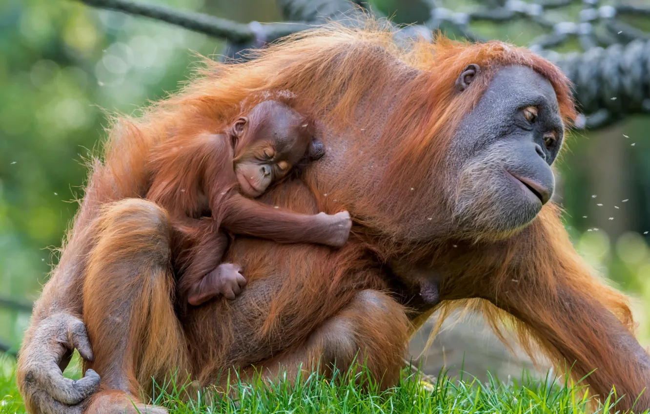 Фото обои baby, mother, Orangutan