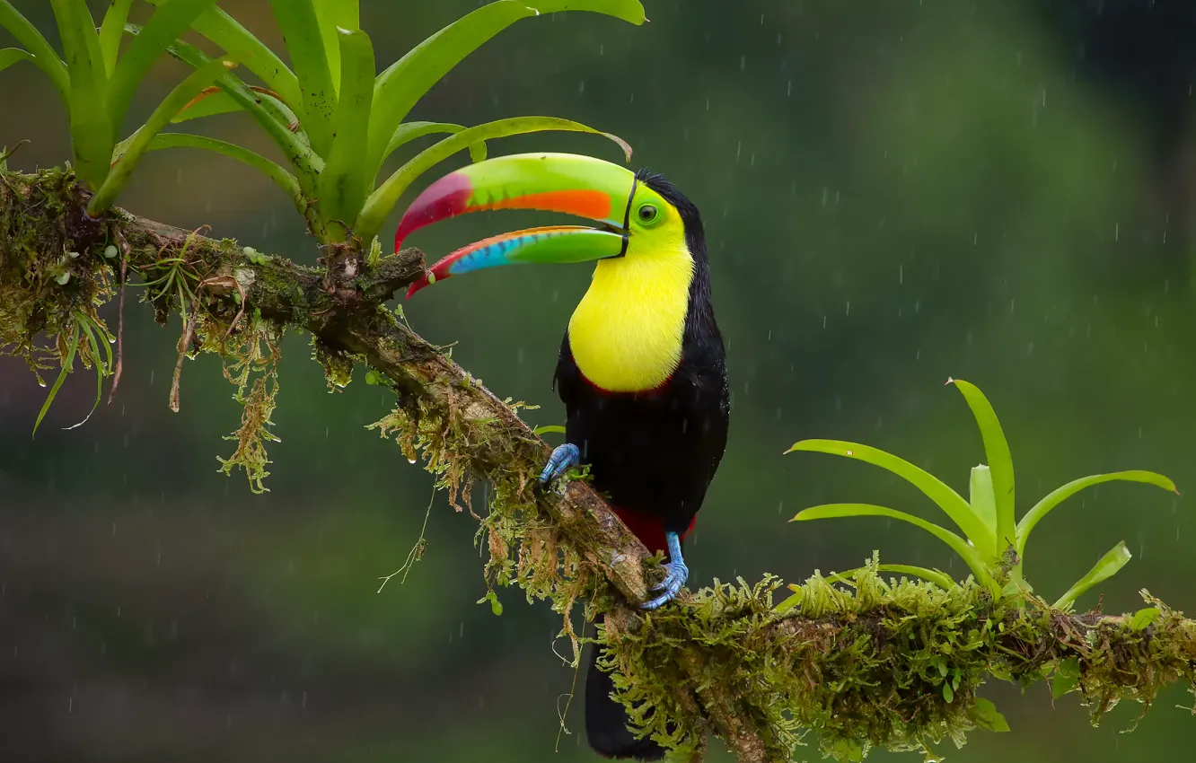 Фото обои дождь, птица, ветка, джунгли, Радужный тукан