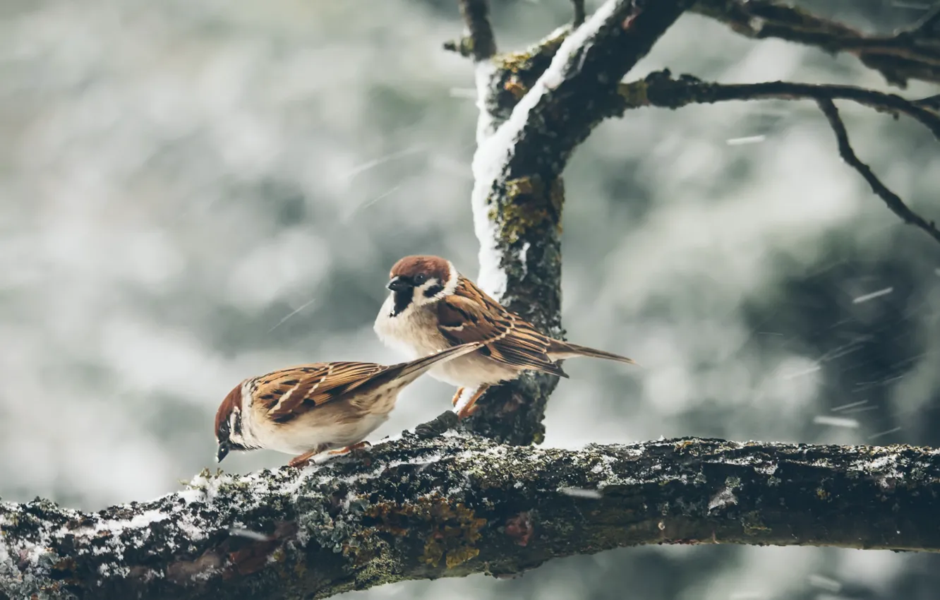 Фото обои зима, птицы, природа