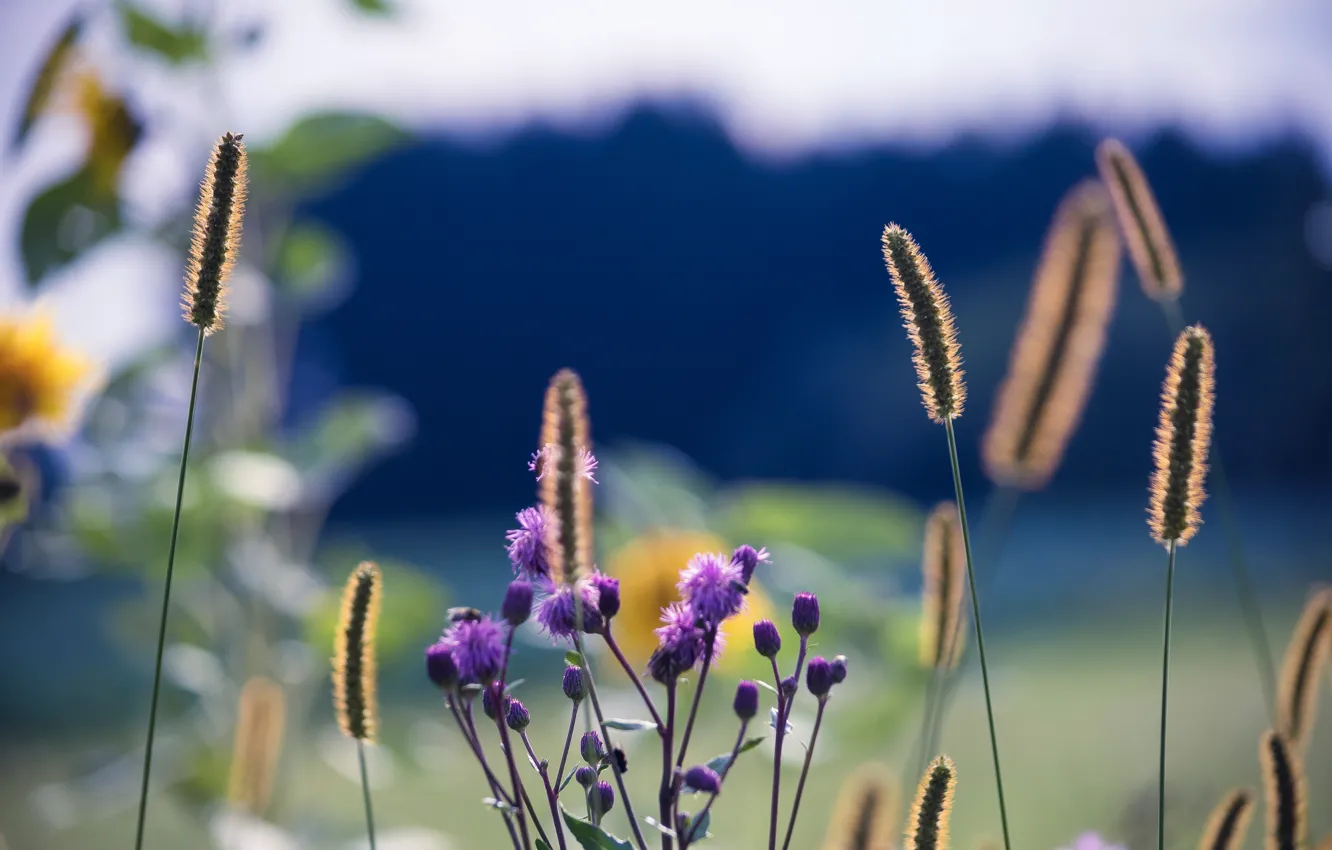 Фото обои макро, цветы, растение, стебель