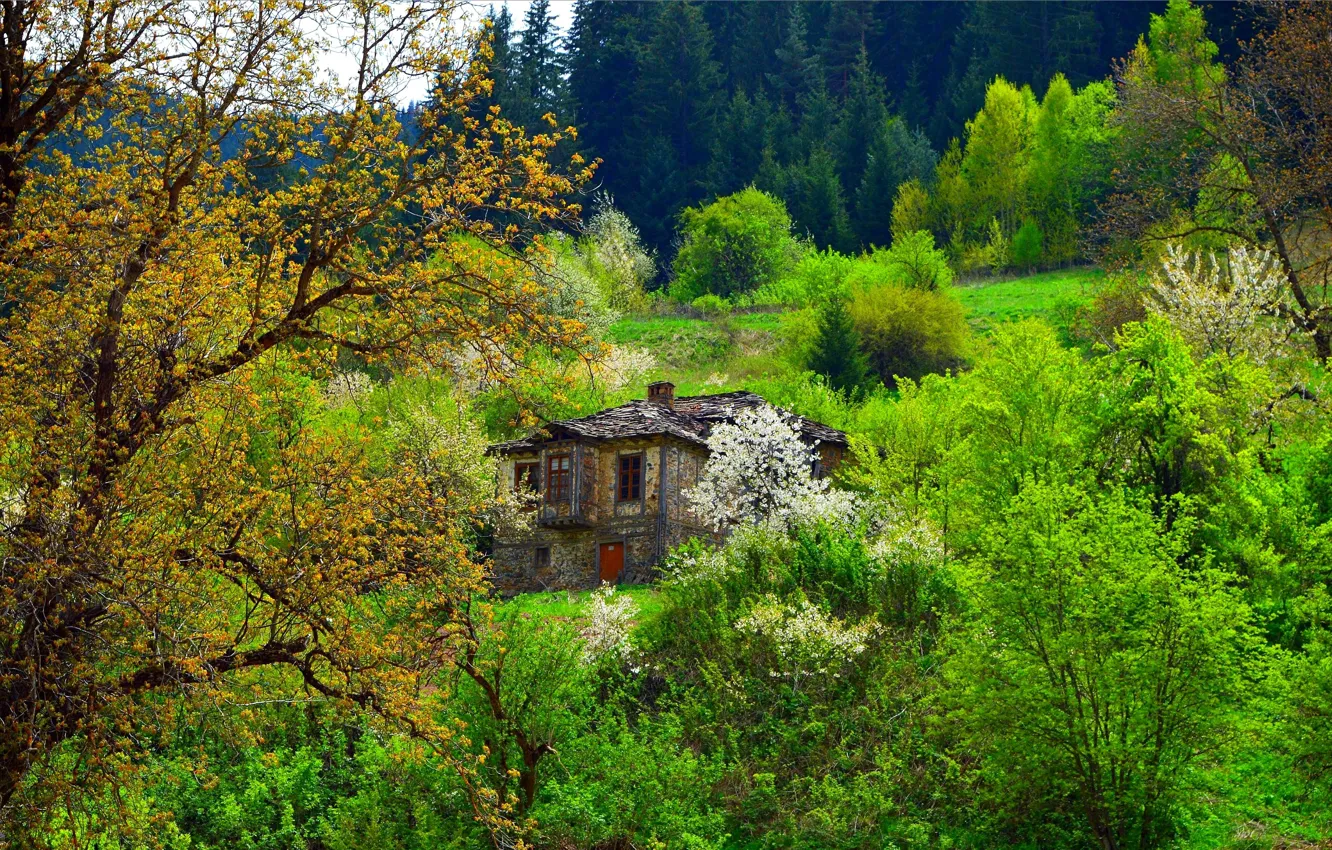 Фото обои Зелень, Весна, Деревья, Дом, Nature, Spring, Цветение, Trees