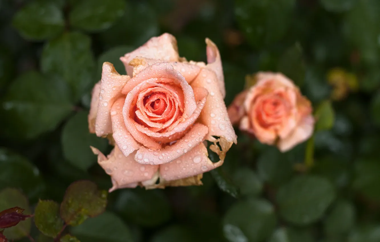 Фото обои цветы, роза, макро. роса