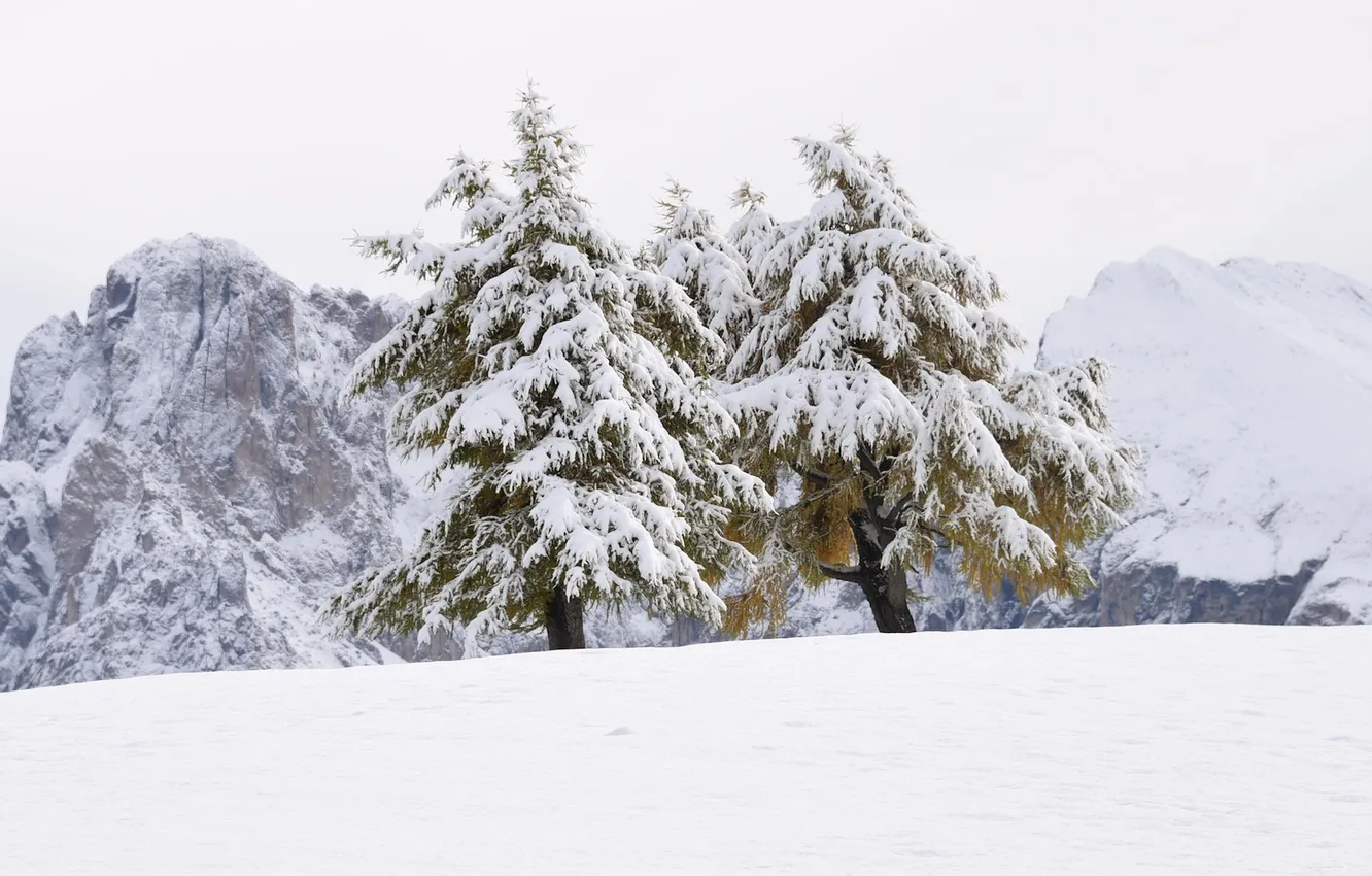 Фото обои снег, деревья, природа