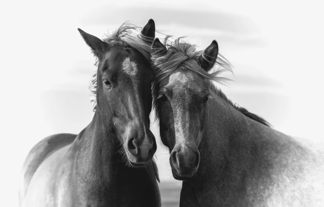 Фото обои кони, портрет, лошади