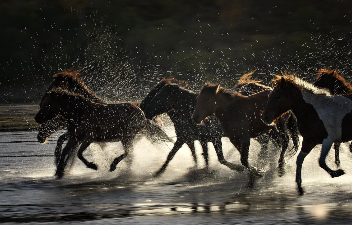 Фото обои брызги, река, лошади, табун