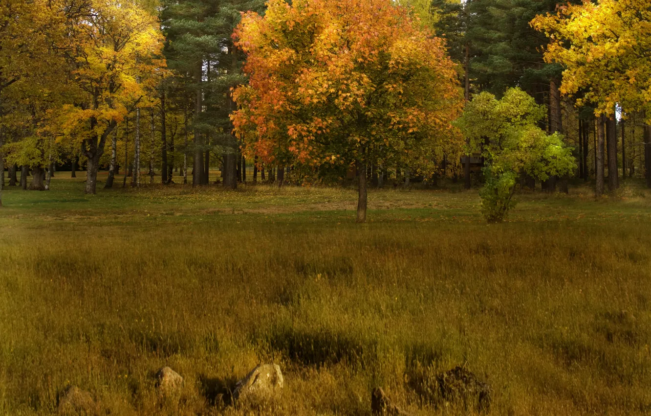 Фото обои поле, осень, лес, деревья, forest, Nature, trees, autumn