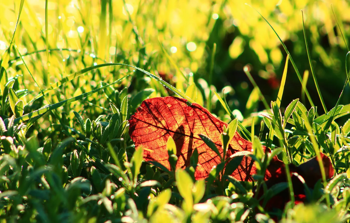 Фото обои трава, свет, боке, осенний листок