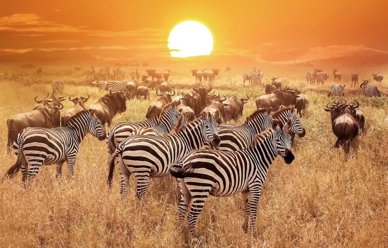 Фото обои zebra, wildlife, wild, travel, wilderness, tanzania
