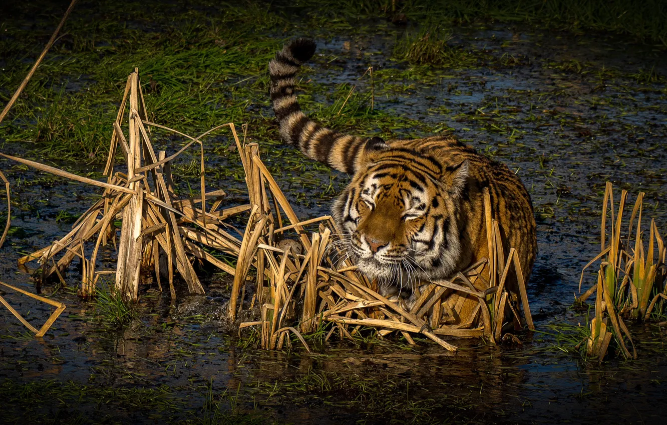 Фото обои трава, солнце, природа, тигр, болото, хищник, в воде