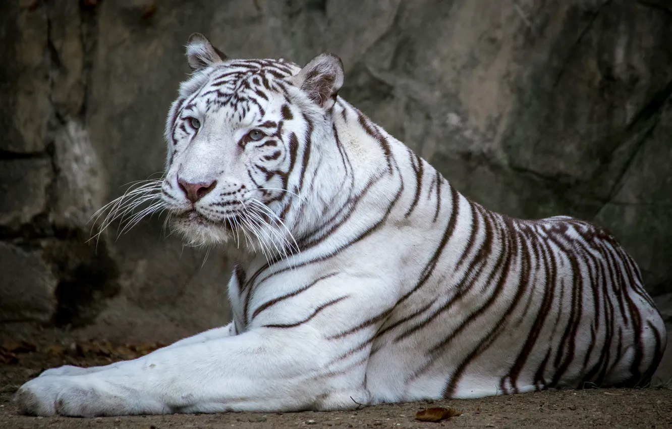 Фото обои белый, тигр, красавец