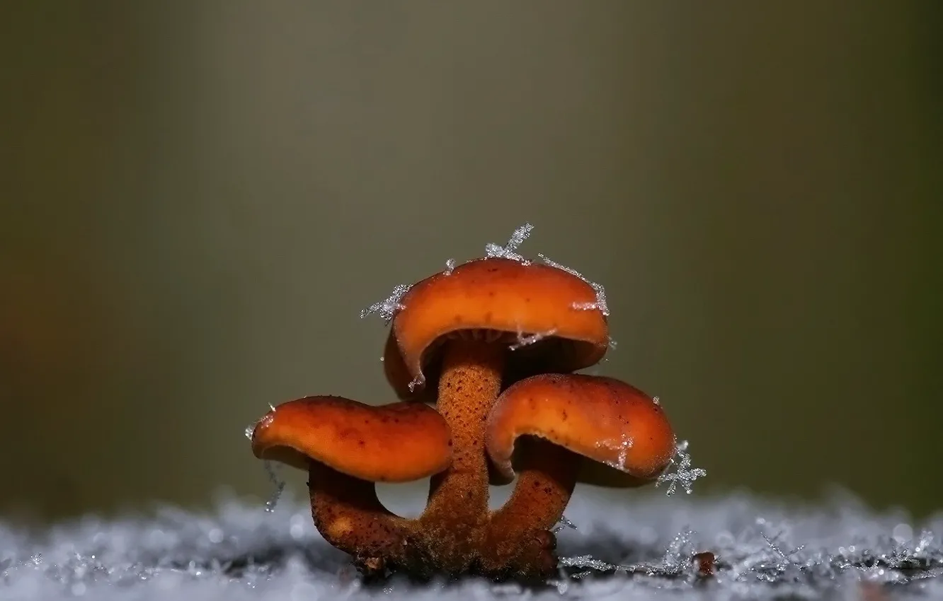 Фото обои снежинки, грибы