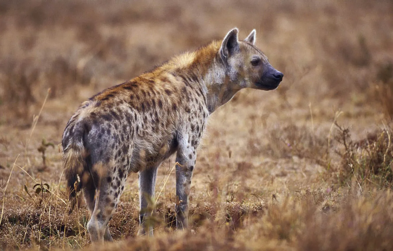 Фото обои animal, Africa, wildlife, Hyena