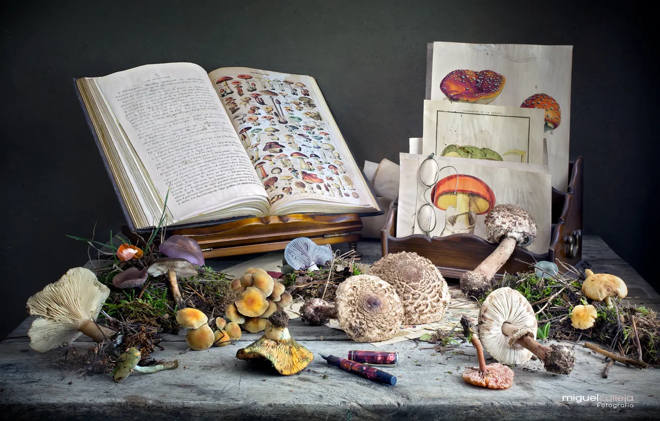 Фото обои грибы, книги, рисунки, натюрморт