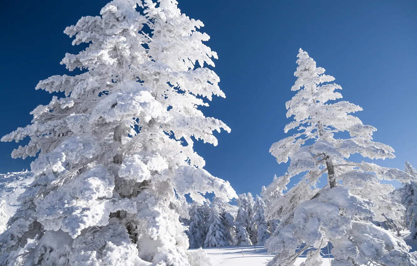 Фото обои зима, небо, снег, деревья, пейзаж