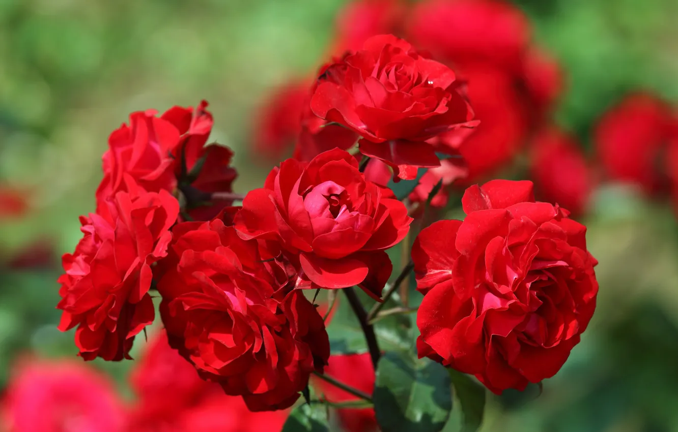 Фото обои красный, яркий, розы