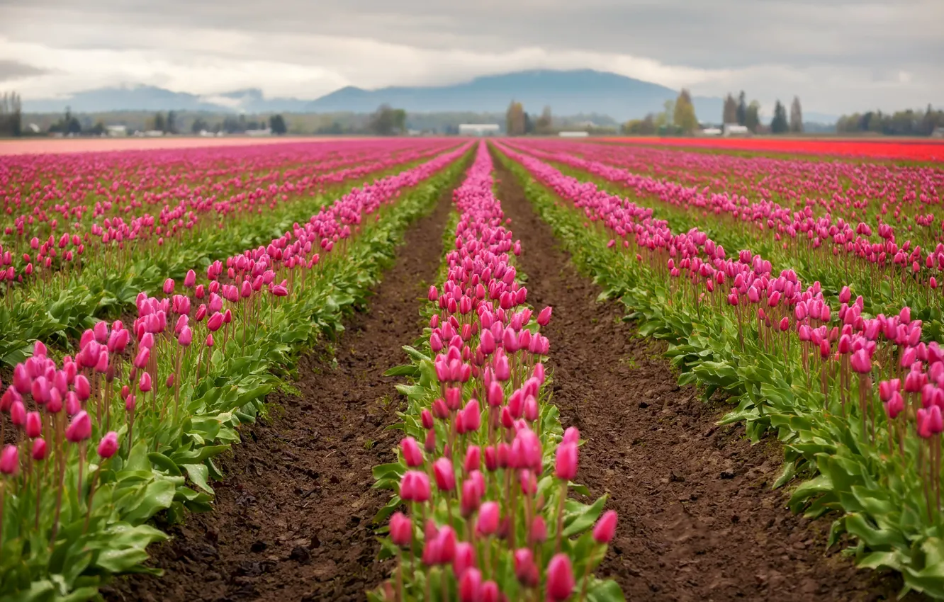 Фото обои поле, весна, тюльпаны, розовые, плантация
