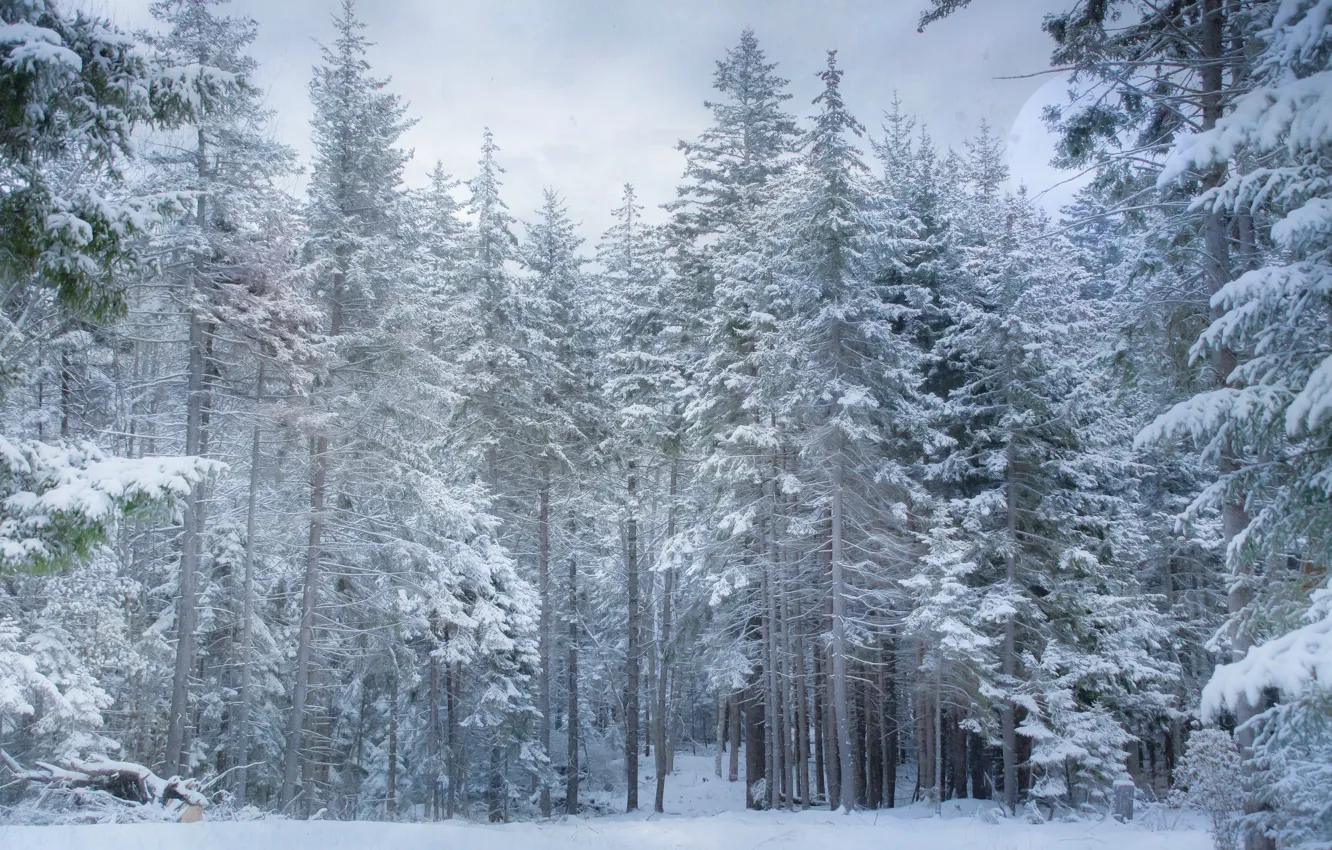 Фото обои зима, лес, снег, ели, сосна, заснеженные