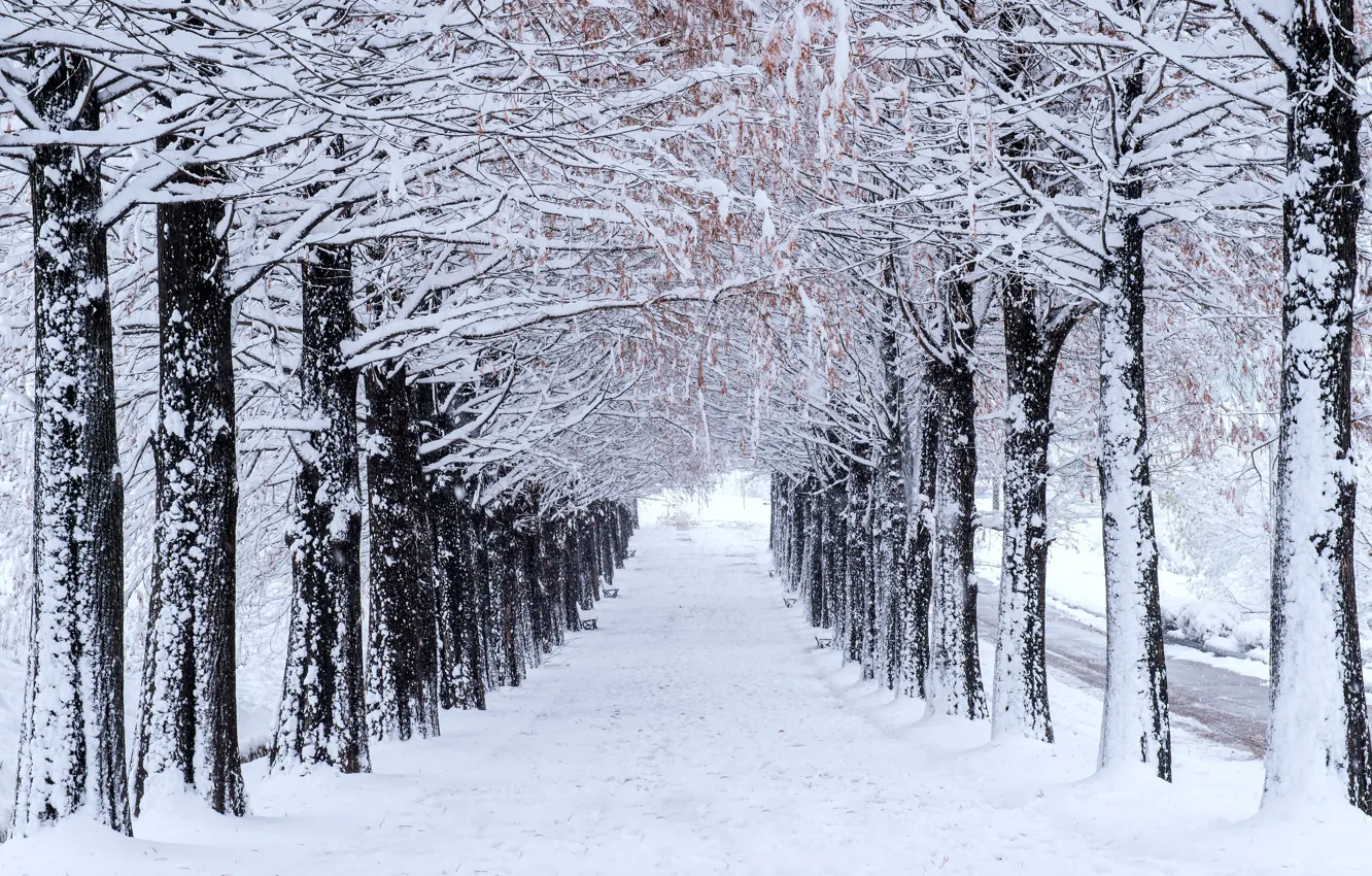 Фото обои зима, снег, деревья, парк, аллея, trees, landscape, park