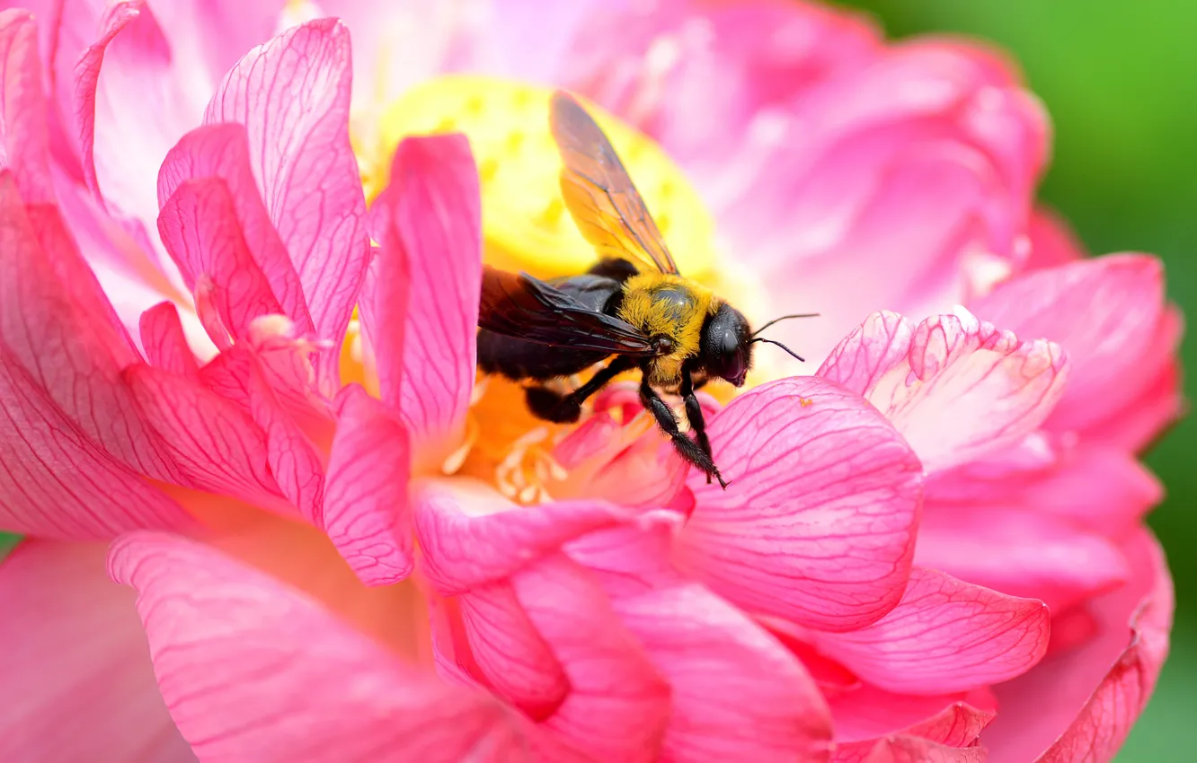 Фото обои цветок, пчела, лепестки, насекомое