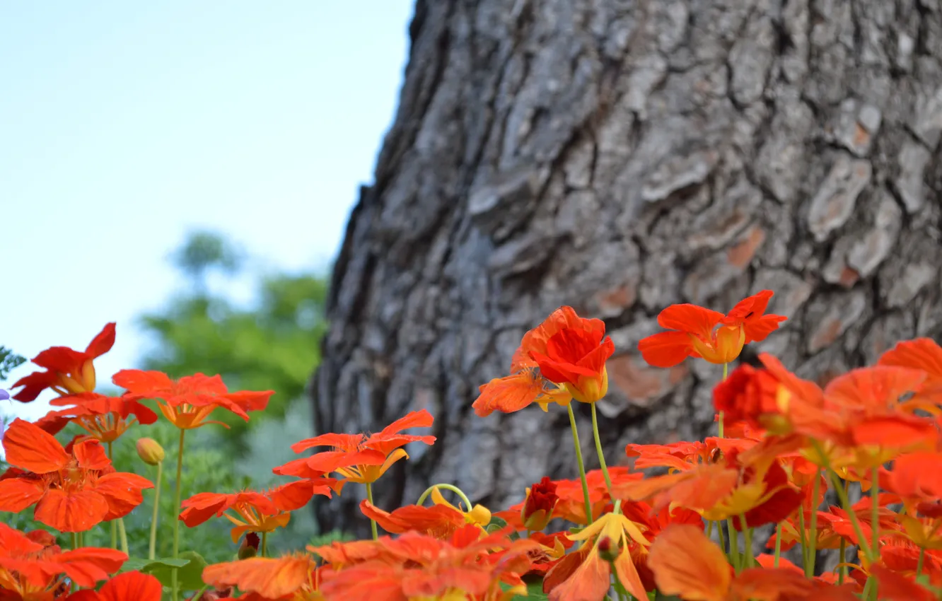 Фото обои цветы, дерево, рыжий, клубма