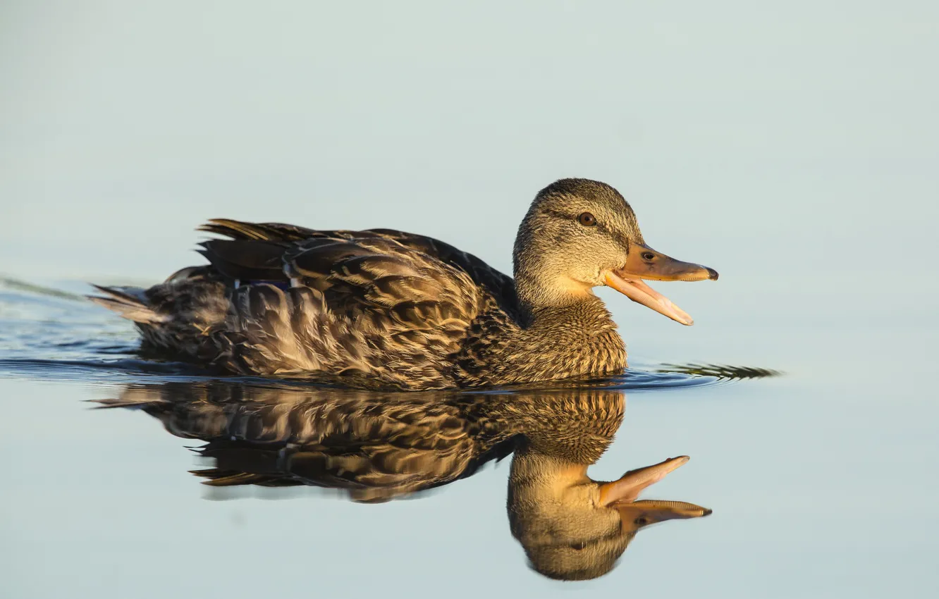 Фото обои lake, reflection, duck, mallard