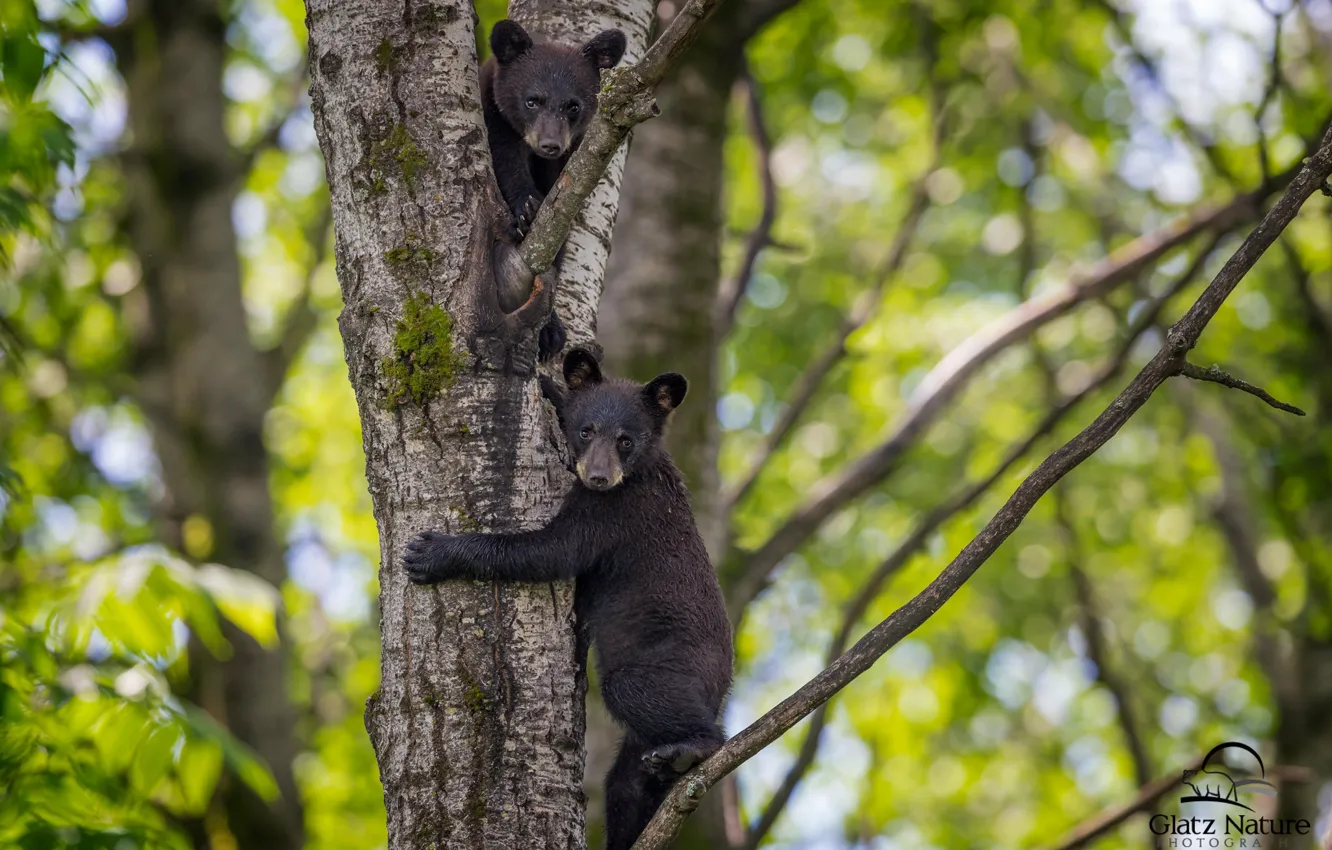 Фото обои дерево, малыши, медвежата