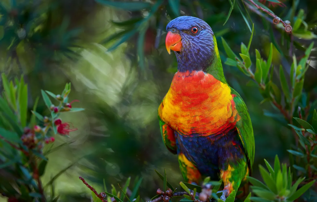 Фото обои птица, листва, попугай, кусты, боке, лорикет