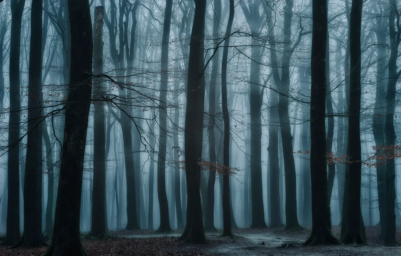 Фото обои лес, деревья, туман, Нидерланды, Speulderbos
