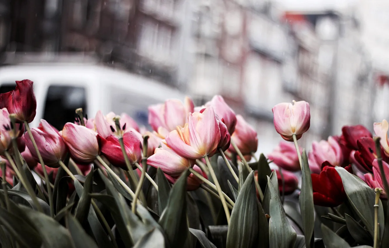 Фото обои цветы, тюльпаны, много