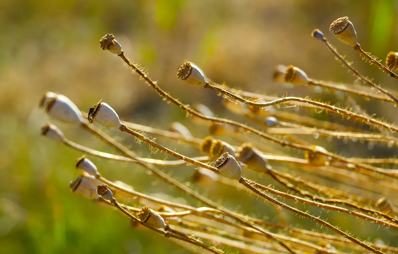 Фото обои poppy, dry, twig