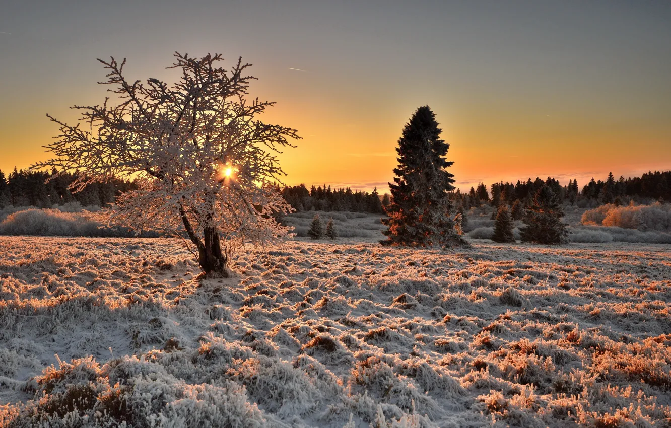 Фото обои зима, иней, поле, природа, дерево, утро