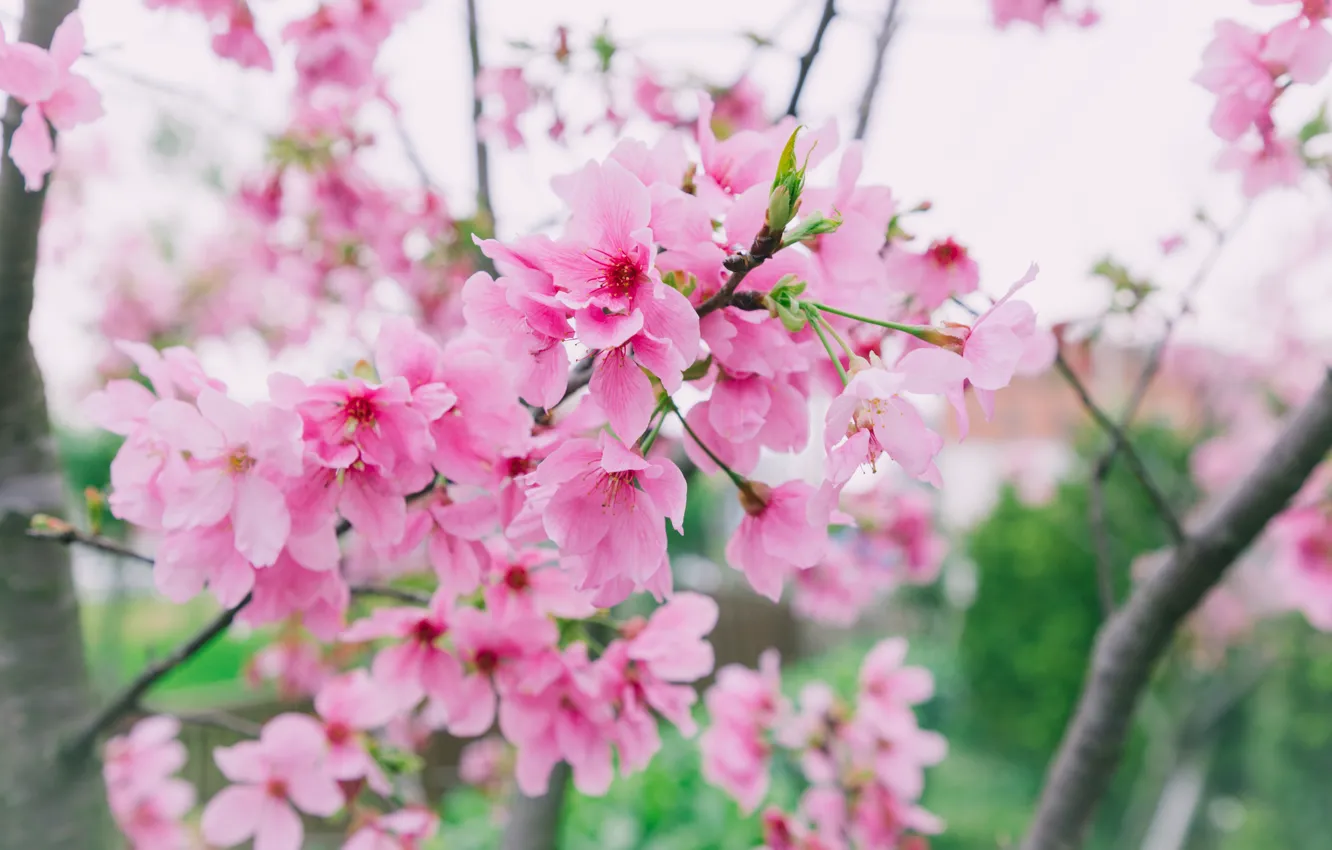 Фото обои ветки, весна, сакура, цветение, pink, blossom, sakura, cherry