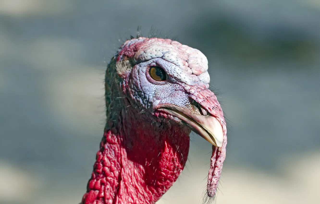 Фото обои fear, head, vulture