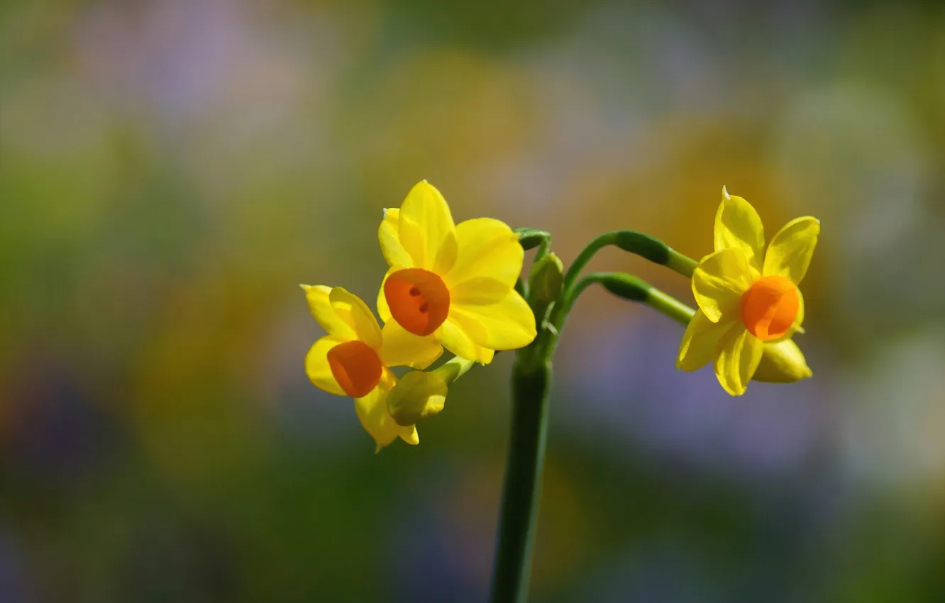Фото обои цветок, желтый, фокус, весна, нарцисс