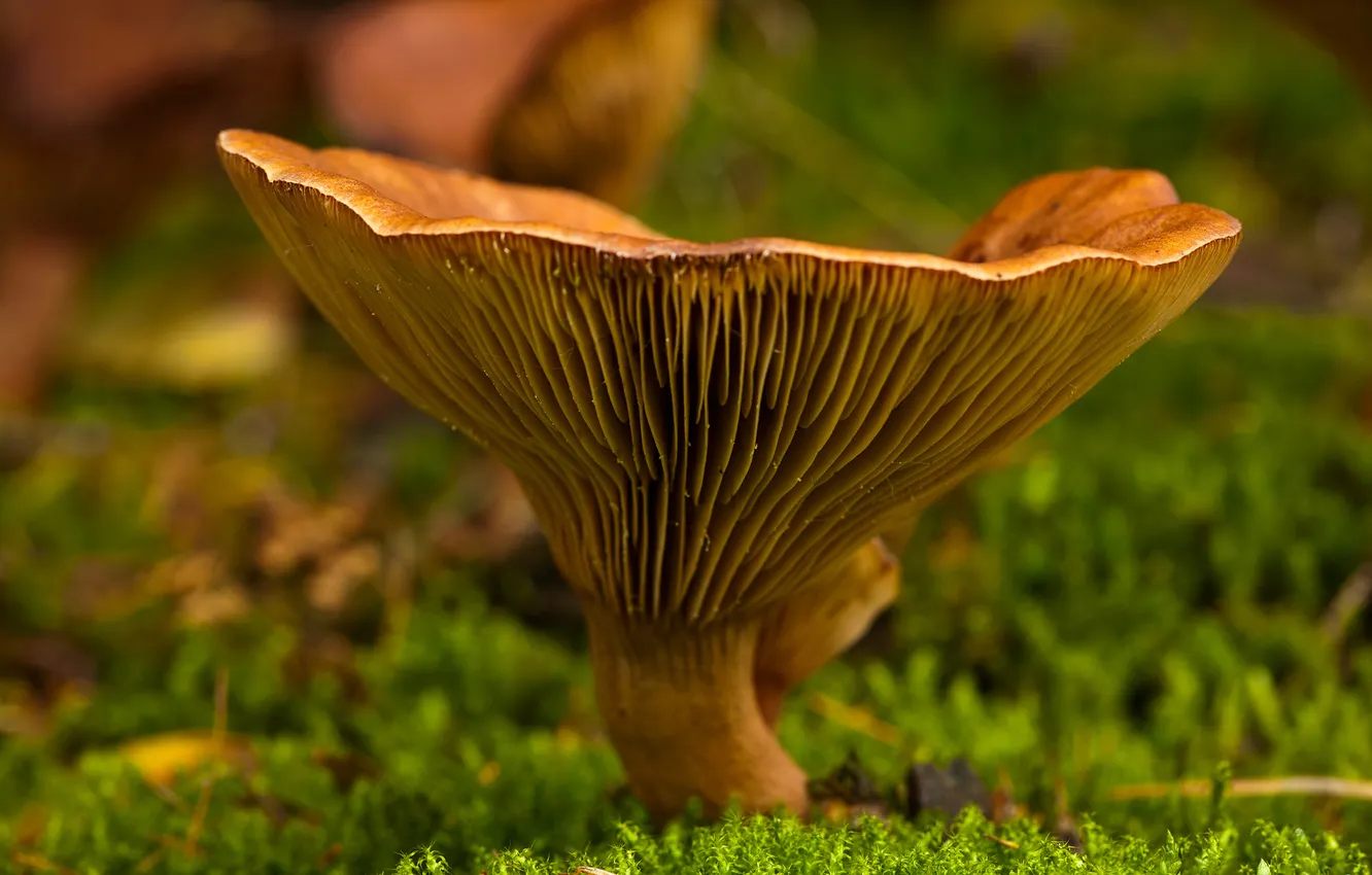 Фото обои осень, макро, гриб, мох, фокус, боке
