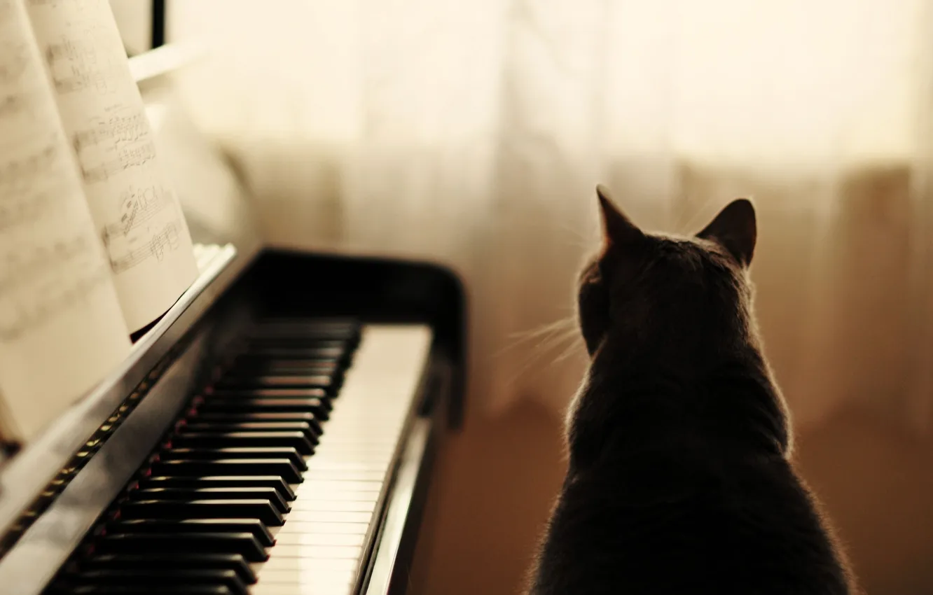 Фото обои кошка, кот, ноты, серый, пианино, сидит